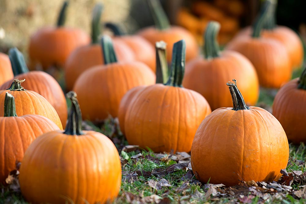 Pumpkin Patch