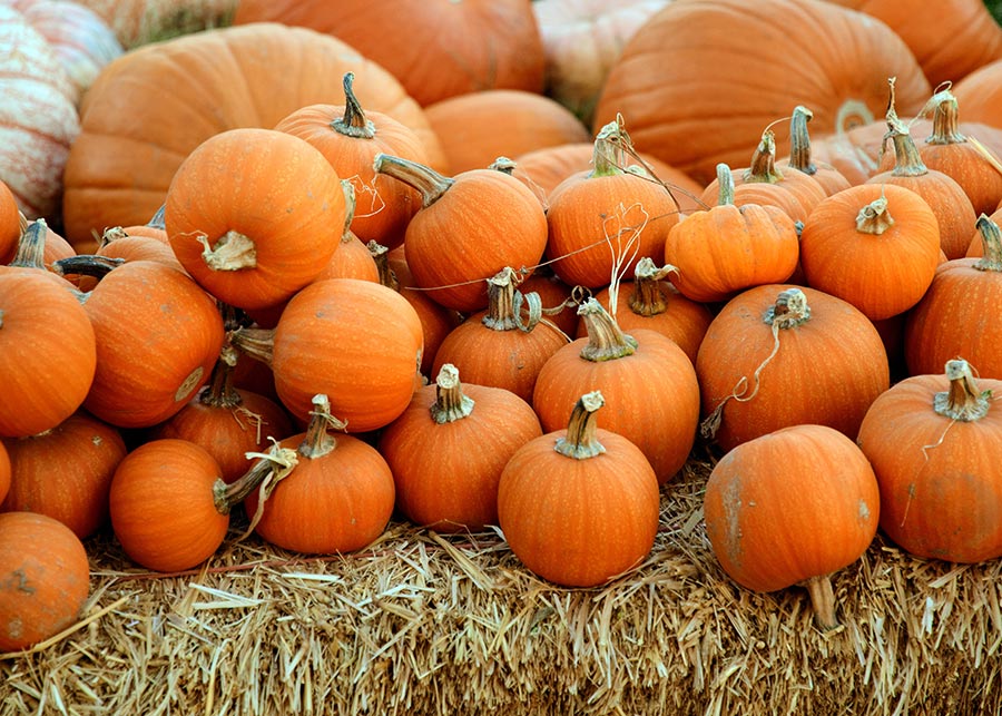 Pumpkin Patches in San Diego