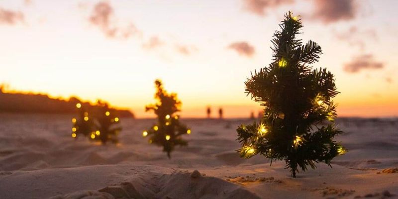 Christmas trees at the beach