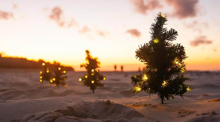Christmas trees at the beach