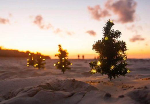 Christmas trees at the beach