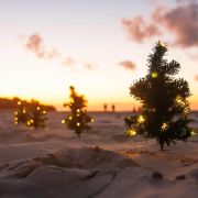 Christmas trees at the beach