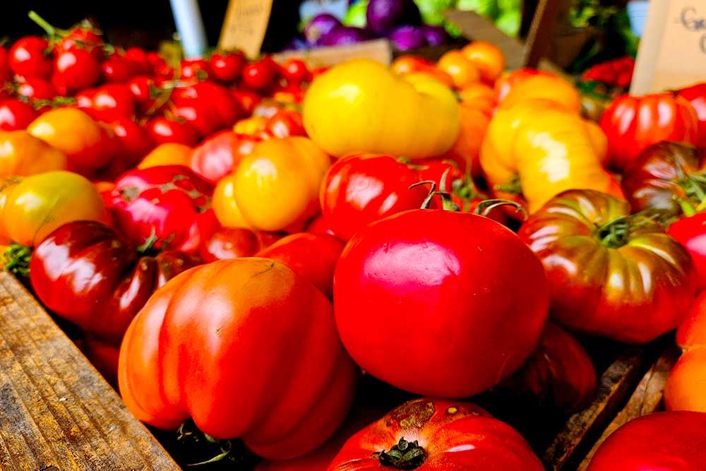 Fresh summer tomatoes